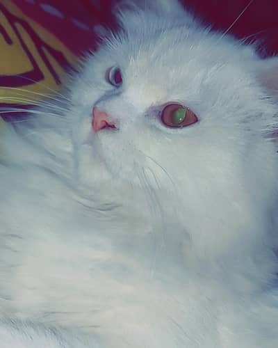 persion cats available  triples coat  male and female