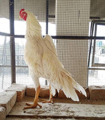 Aseel shamoo|male shamoo|Aseel