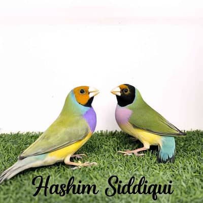 Ahtisham Siddiqui 