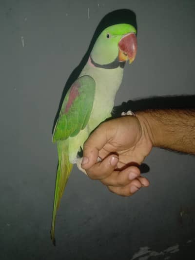 Kashmari Pahari Talking Face To Face