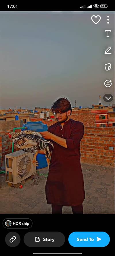 Mian wali Pure Aseel high quality