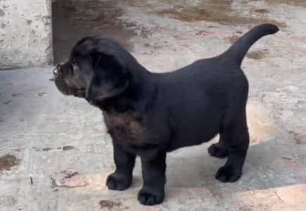 Labrador puppies black and fown color