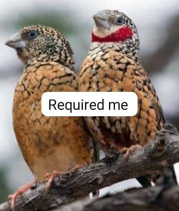 diamond finch, cut throat, ful black and orange