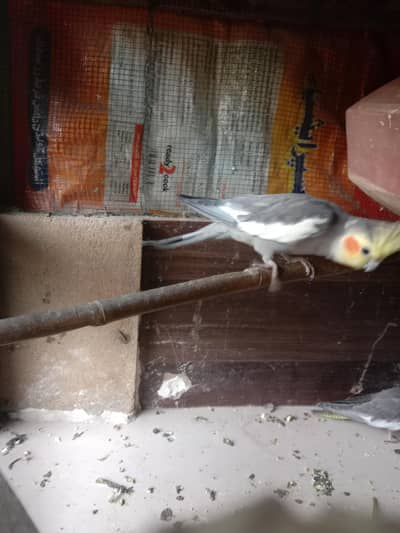 greey cockatile bredar  mel   age 2 year plus