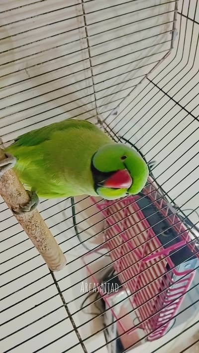 Ring neck male hand tampe