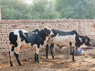 High quality Nasli Bachra For Sale Age 2+ years |Qurbani|. 03085842130