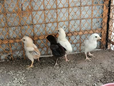 4 Aseel Chicks