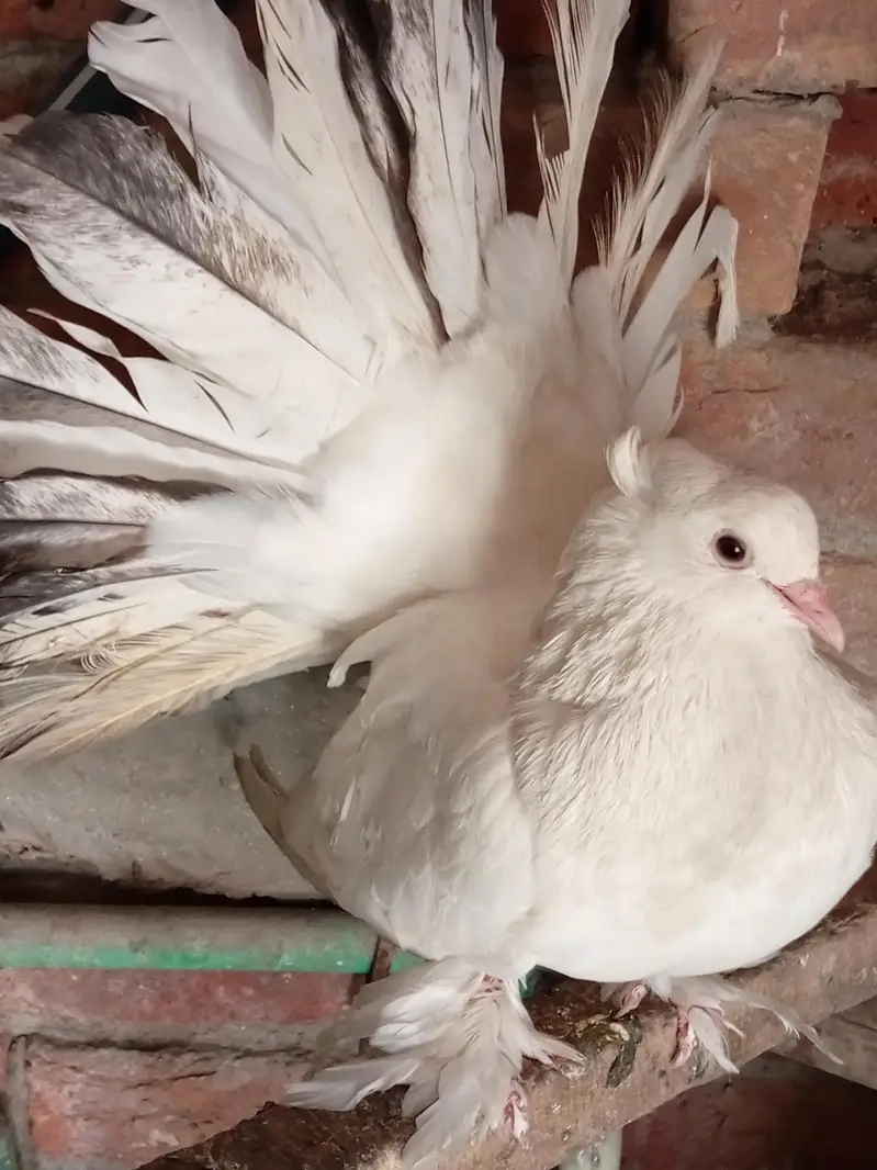 Eid offer American breeder pairs 4sale read add — photo 5