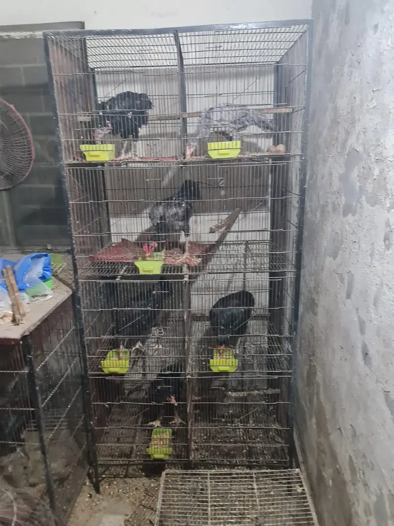 cage for sale read description — photo 5