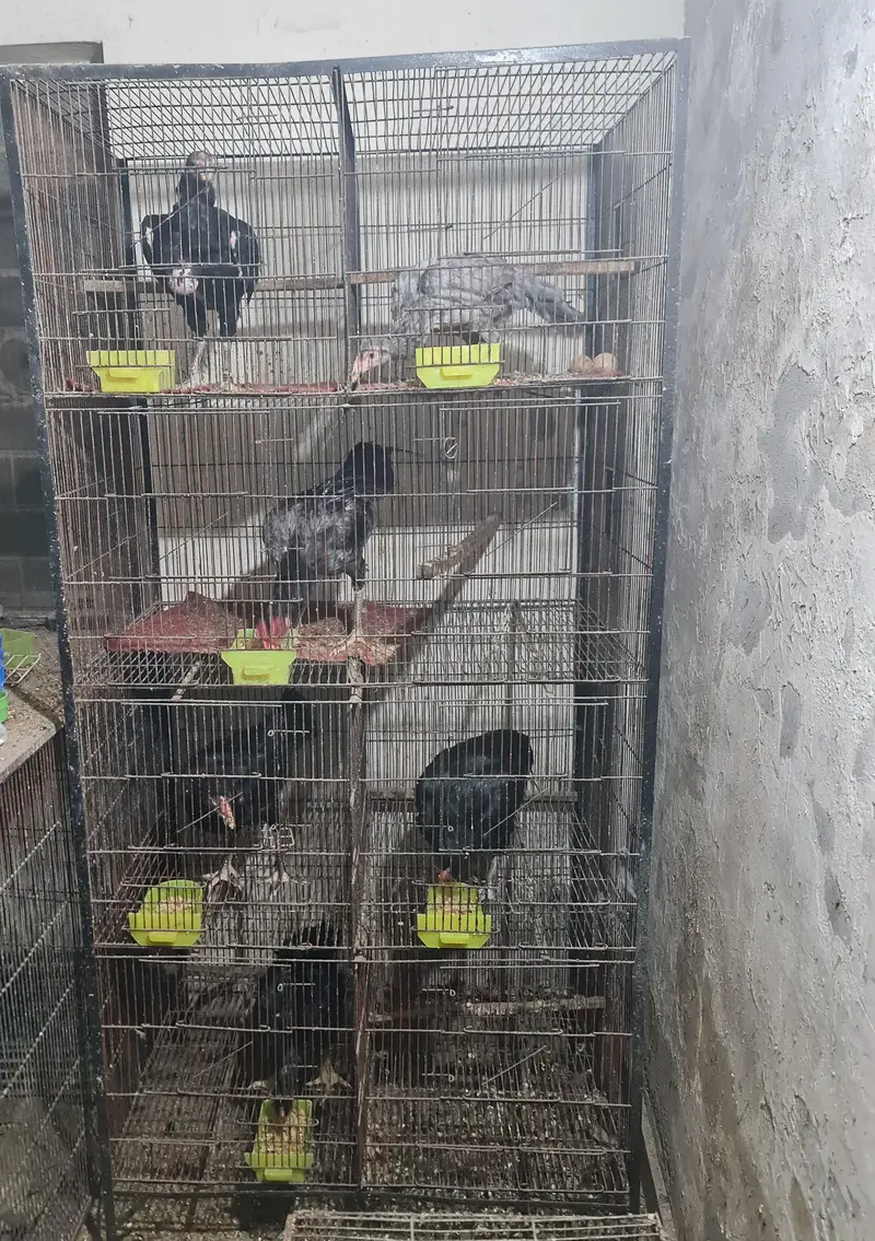 cage for sale read description — photo 6