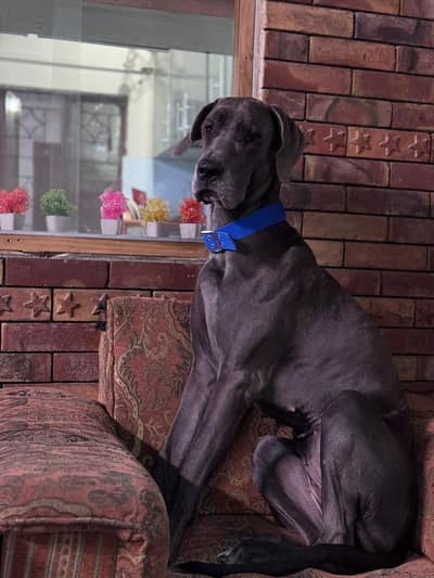 ALL DOG BREEDS IN HYDERABAD