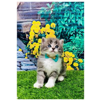 Persian punch face triple coath cat kittens home delivery available
