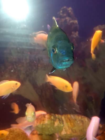 Comondo Chicklet Fish