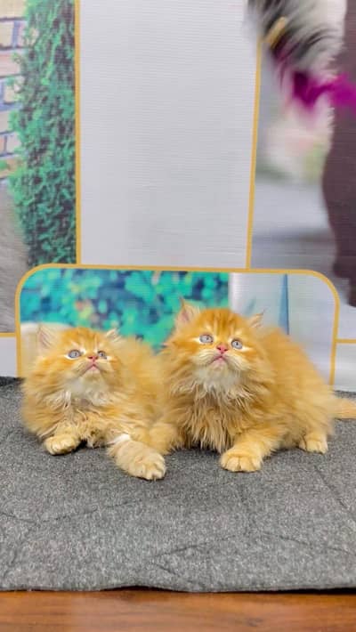 Persian punch face triple coat cat kittens home delivery available
