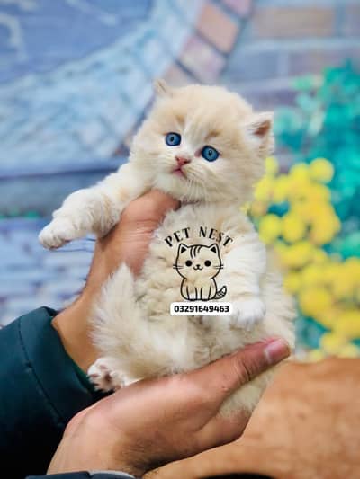 Persian punch face triple coat cat kittens home delivery available