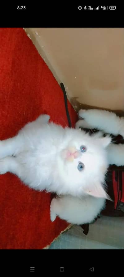 2 male and 3 female's