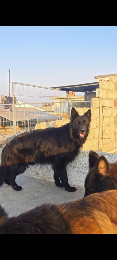 3 black German shepherd males available for stud cross matting