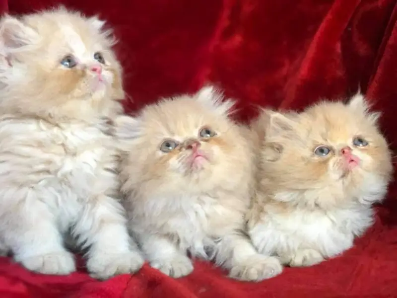 Persian kitten British shorthair maincoon British shorthair cats breed — photo 4