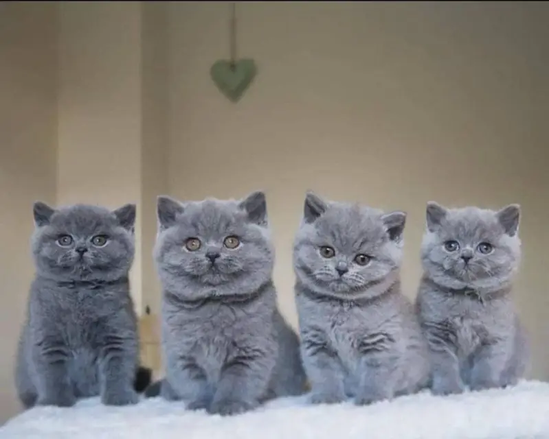 Persian kitten British shorthair maincoon British shorthair cats breed — photo 5