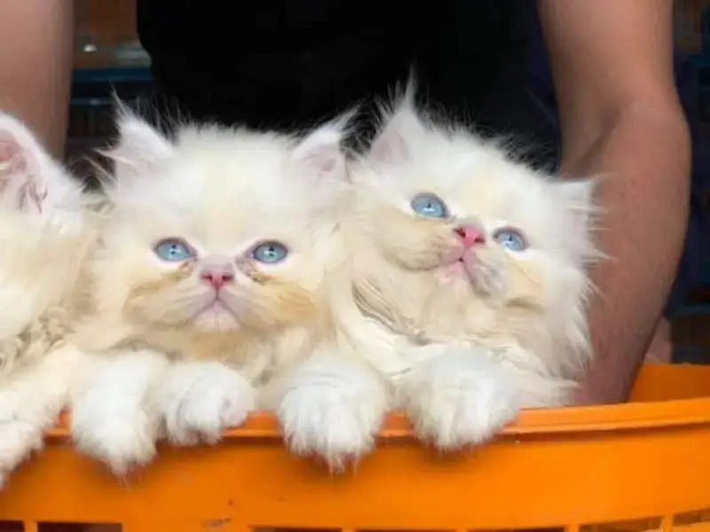Persian kitten British shorthair maincoon British shorthair cats breed — photo 6