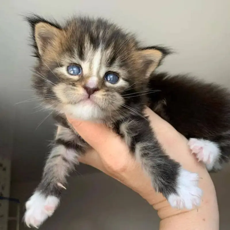 Persian kitten British shorthair maincoon British shorthair cats breed — photo 9