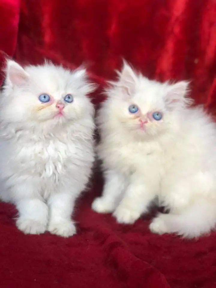 Persian kitten British shorthair maincoon British shorthair cats breed — photo 12