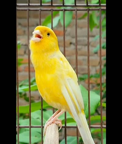CANARY AVAILABLE(0333-7940701)