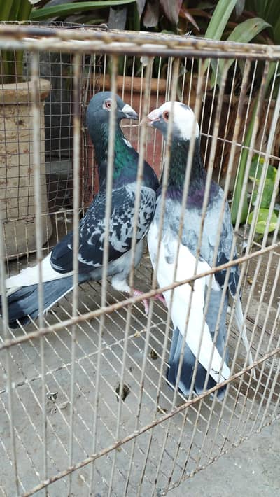 Male Pigeons