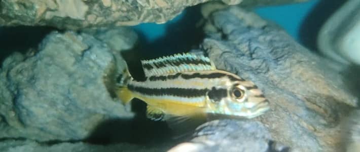 Cichlid & Beta