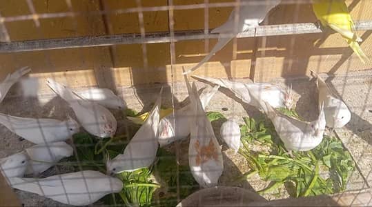 King Size White Eno Breeder Cocktail