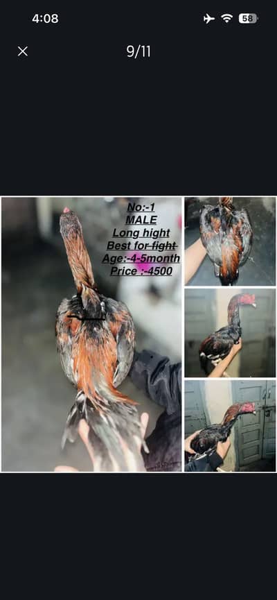 Aseel Mianwali highquality