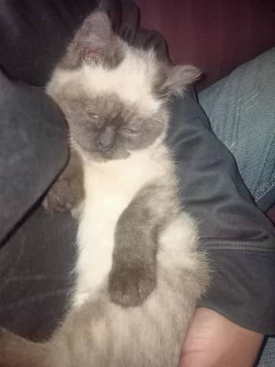 Himalayan and ragdoll breed cross kitty very healthy and active