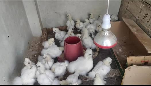 white silkie  | Top quality white silkie  | chicks available