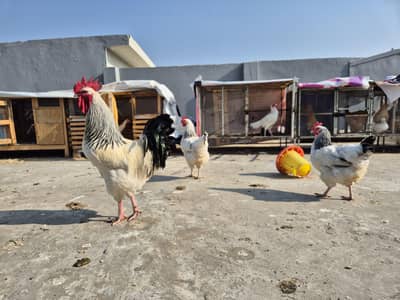 Light Sussex/ Ayam cemani/ Aseel Heera/ Golden Buff/ RIR; Eggs