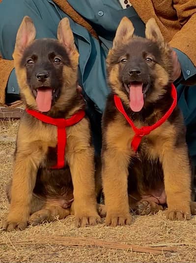 German Shepherd dabal coat male and female for sale age 2 month