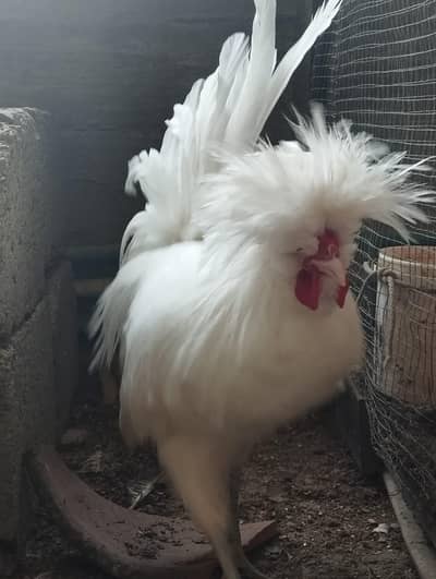 2 White Polish 2 Silver Lace Polish