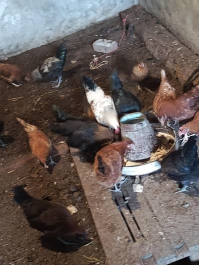 desi bilky full desi hen