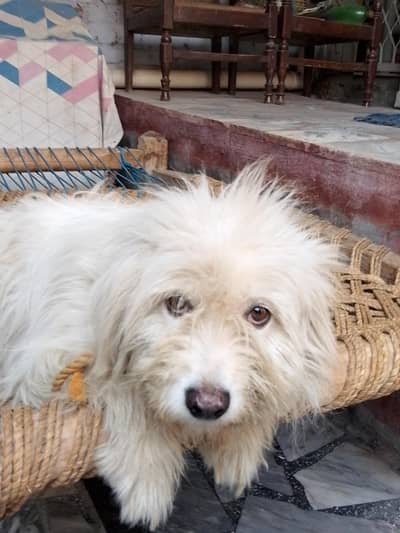 Male poodle Crazy boy