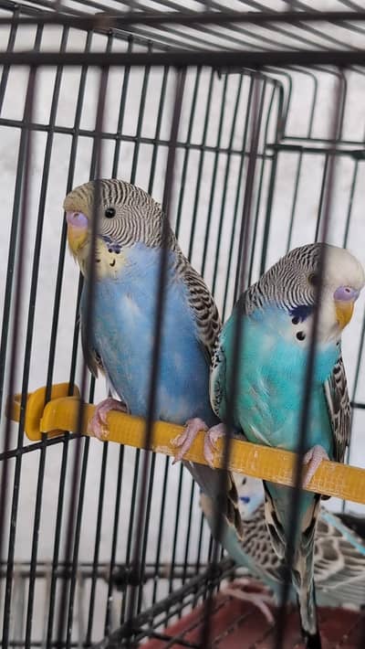 split Black face possible black wing rainbow budgies combo split crust