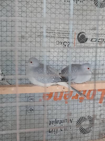 Doves