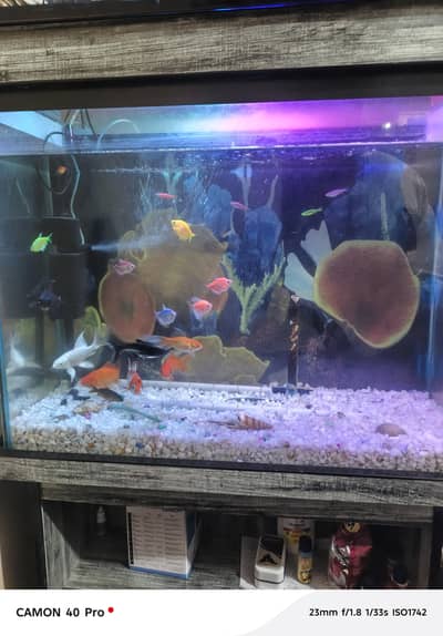 fish aquarium for sale