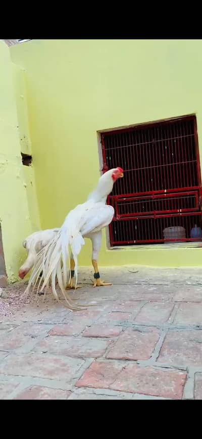 indian parrot beak long tail eggs