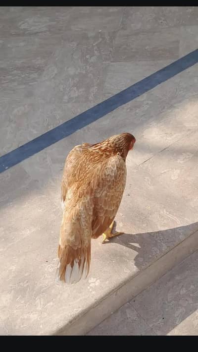 Mushki madi+ Peeli pathi Wattsapp  03170142272