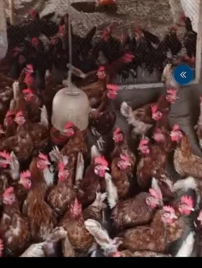 lohmann hens peek production. contact me Whatsapp 03187555793