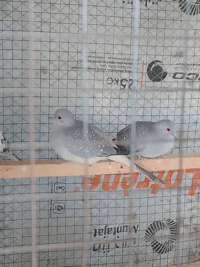 Doves