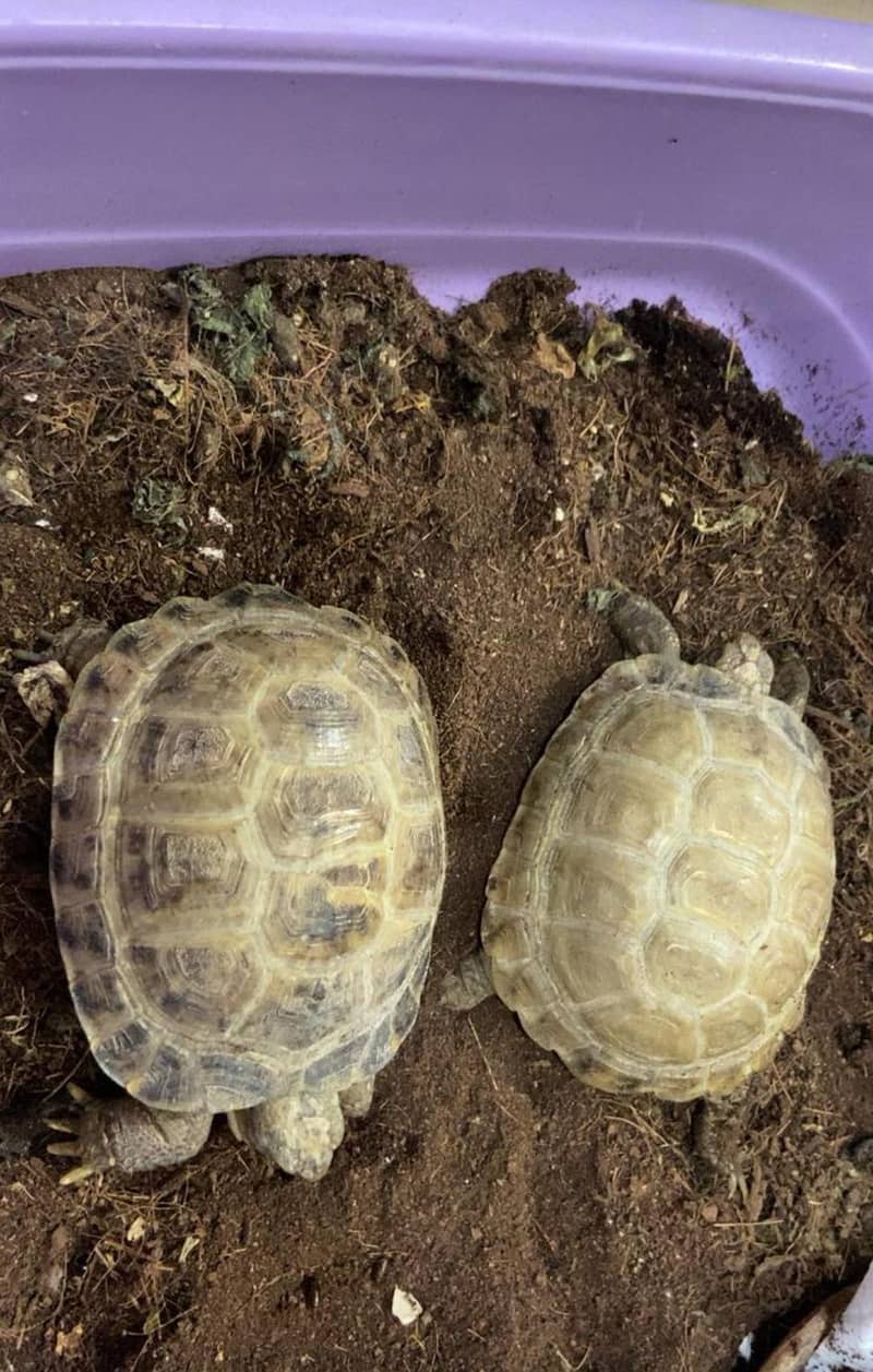 Tortoise Pair 0