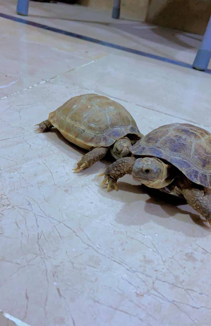 Tortoise Pair 1