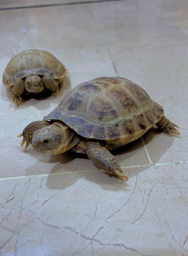 Tortoise Pair 2