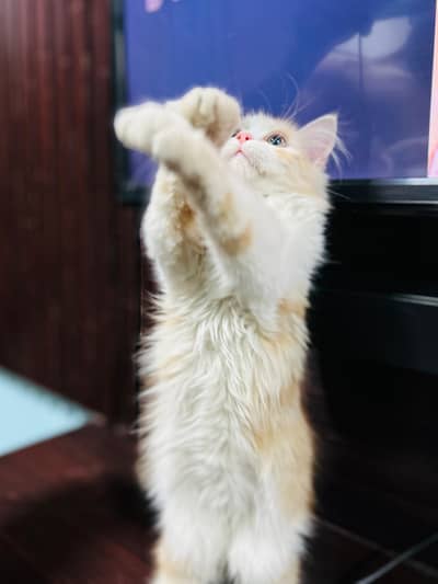 Persian Female Kitten