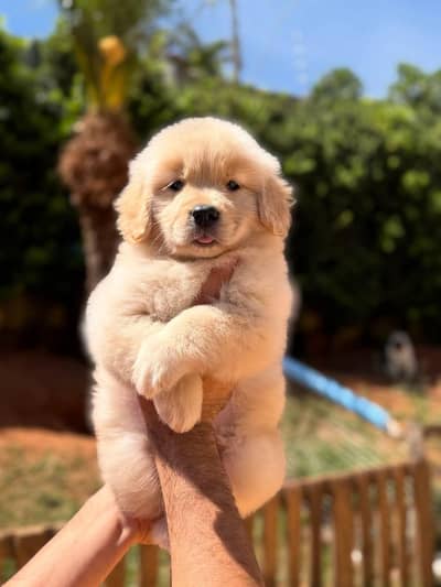 American golden retriever male puppy